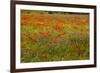 Flowers in Meadow Poppy and Cornflowers-null-Framed Photographic Print