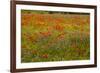 Flowers in Meadow Poppy and Cornflowers-null-Framed Photographic Print