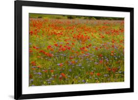 Flowers in Meadow Poppy and Cornflowers-null-Framed Photographic Print