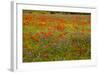 Flowers in Meadow Poppy and Cornflowers-null-Framed Photographic Print