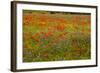 Flowers in Meadow Poppy and Cornflowers-null-Framed Photographic Print