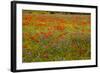 Flowers in Meadow Poppy and Cornflowers-null-Framed Photographic Print