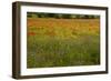 Flowers in Meadow Poppy and Cornflowers-null-Framed Photographic Print