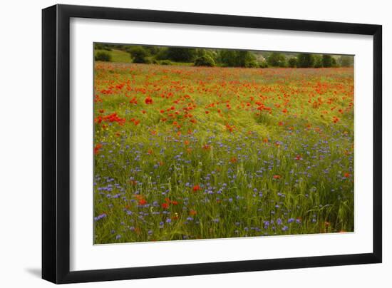 Flowers in Meadow Poppy and Cornflowers-null-Framed Photographic Print