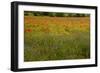 Flowers in Meadow Poppy and Cornflowers-null-Framed Photographic Print