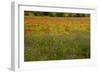 Flowers in Meadow Poppy and Cornflowers-null-Framed Photographic Print