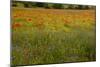 Flowers in Meadow Poppy and Cornflowers-null-Mounted Photographic Print