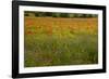 Flowers in Meadow Poppy and Cornflowers-null-Framed Photographic Print