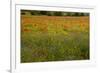 Flowers in Meadow Poppy and Cornflowers-null-Framed Photographic Print