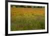 Flowers in Meadow Poppy and Cornflowers-null-Framed Photographic Print