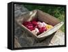 Flowers in Old Wooden Tray, Goreme, Cappadocia, Turkey-R H Productions-Framed Stretched Canvas