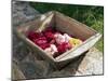 Flowers in Old Wooden Tray, Goreme, Cappadocia, Turkey-R H Productions-Mounted Photographic Print