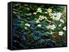 Flowers in stream-Linda Arthurs-Framed Stretched Canvas