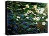 Flowers in stream-Linda Arthurs-Stretched Canvas