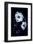 Flowers in the Dark-Philippe Sainte-Laudy-Framed Photographic Print