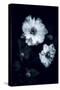 Flowers in the Dark-Philippe Sainte-Laudy-Stretched Canvas