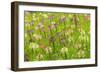 Flowers in the flower farm, Furano, Hokkaido Prefecture, Japan-Keren Su-Framed Photographic Print