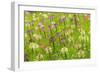 Flowers in the flower farm, Furano, Hokkaido Prefecture, Japan-Keren Su-Framed Photographic Print