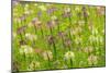 Flowers in the flower farm, Furano, Hokkaido Prefecture, Japan-Keren Su-Mounted Photographic Print