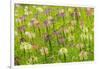 Flowers in the flower farm, Furano, Hokkaido Prefecture, Japan-Keren Su-Framed Photographic Print