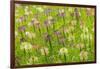 Flowers in the flower farm, Furano, Hokkaido Prefecture, Japan-Keren Su-Framed Photographic Print