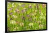 Flowers in the flower farm, Furano, Hokkaido Prefecture, Japan-Keren Su-Framed Photographic Print