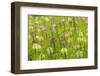 Flowers in the flower farm, Furano, Hokkaido Prefecture, Japan-Keren Su-Framed Photographic Print