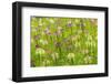 Flowers in the flower farm, Furano, Hokkaido Prefecture, Japan-Keren Su-Framed Photographic Print