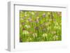 Flowers in the flower farm, Furano, Hokkaido Prefecture, Japan-Keren Su-Framed Photographic Print