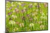 Flowers in the flower farm, Furano, Hokkaido Prefecture, Japan-Keren Su-Mounted Photographic Print