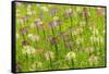 Flowers in the flower farm, Furano, Hokkaido Prefecture, Japan-Keren Su-Framed Stretched Canvas