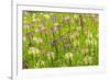 Flowers in the flower farm, Furano, Hokkaido Prefecture, Japan-Keren Su-Framed Premium Photographic Print