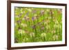 Flowers in the flower farm, Furano, Hokkaido Prefecture, Japan-Keren Su-Framed Premium Photographic Print