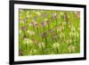 Flowers in the flower farm, Furano, Hokkaido Prefecture, Japan-Keren Su-Framed Premium Photographic Print