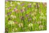 Flowers in the flower farm, Furano, Hokkaido Prefecture, Japan-Keren Su-Mounted Premium Photographic Print