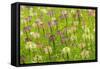 Flowers in the flower farm, Furano, Hokkaido Prefecture, Japan-Keren Su-Framed Stretched Canvas