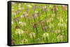 Flowers in the flower farm, Furano, Hokkaido Prefecture, Japan-Keren Su-Framed Stretched Canvas