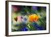 Flowers in the Garden of the Alhambra-Alex Saberi-Framed Photographic Print