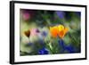 Flowers in the Garden of the Alhambra-Alex Saberi-Framed Photographic Print