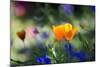 Flowers in the Garden of the Alhambra-Alex Saberi-Mounted Photographic Print
