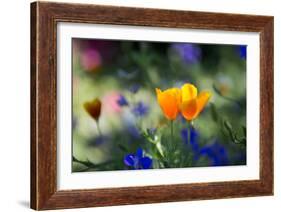 Flowers in the Garden of the Alhambra-Alex Saberi-Framed Photographic Print