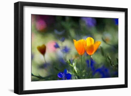 Flowers in the Garden of the Alhambra-Alex Saberi-Framed Photographic Print