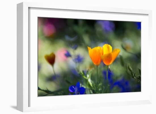 Flowers in the Garden of the Alhambra-Alex Saberi-Framed Photographic Print