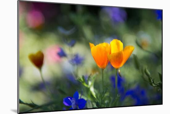 Flowers in the Garden of the Alhambra-Alex Saberi-Mounted Photographic Print