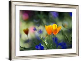 Flowers in the Garden of the Alhambra-Alex Saberi-Framed Photographic Print