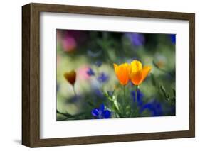 Flowers in the Garden of the Alhambra-Alex Saberi-Framed Photographic Print