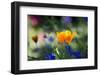 Flowers in the Garden of the Alhambra-Alex Saberi-Framed Photographic Print