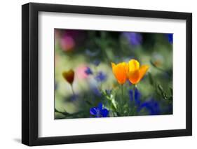 Flowers in the Garden of the Alhambra-Alex Saberi-Framed Photographic Print