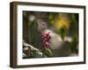 Flowers in the Jungle Mountains of the Serra Da Mantiqueira-Alex Saberi-Framed Photographic Print