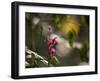 Flowers in the Jungle Mountains of the Serra Da Mantiqueira-Alex Saberi-Framed Photographic Print